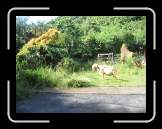Tortola 092 * Billy goat * 2592 x 1944 * (2.9MB)